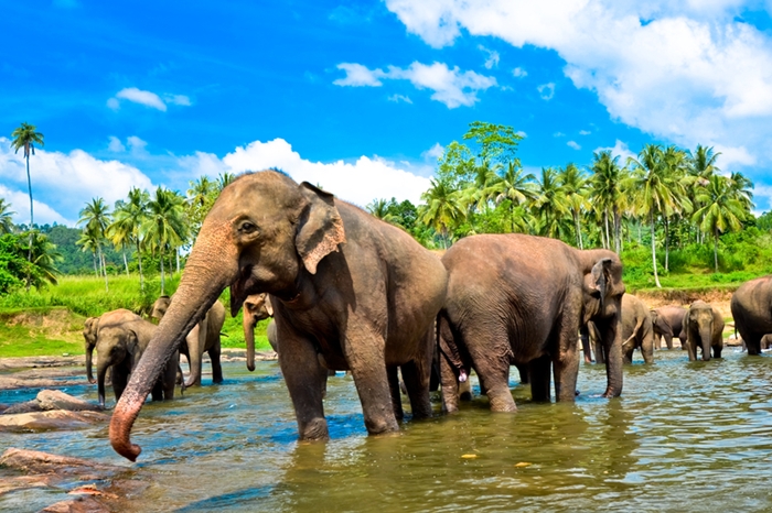 Places to Visit in Sri Lanka